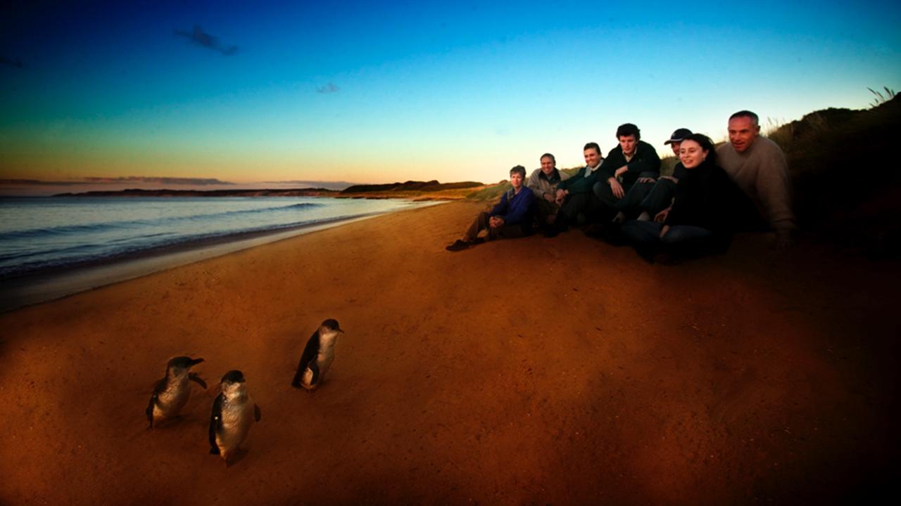 Phillip Island's penguin tours have lost around 500,000 yearly international visitors.