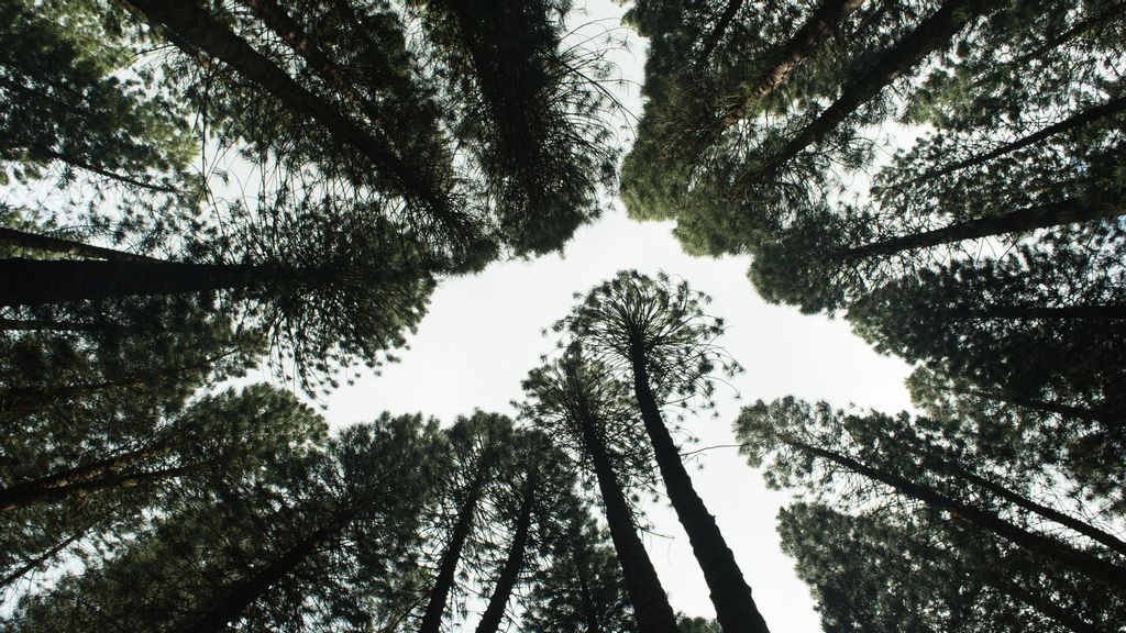 A reforestation program is one way a financial services firm helps offset clients' carbon footprint. (Brian Garrity/Unsplash)