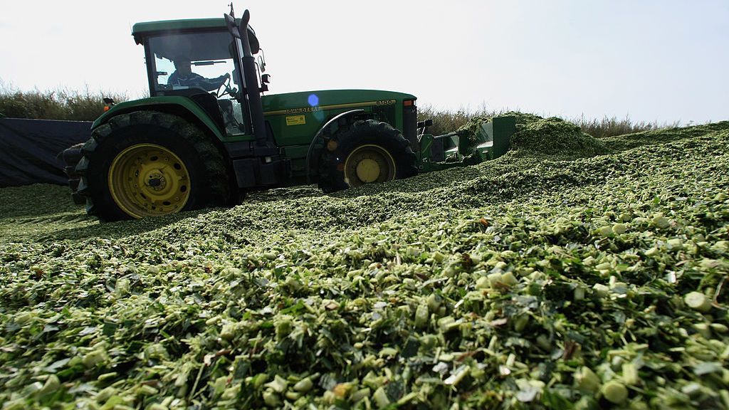 A tractor moves hackled corn plants at a bioenergy plant near Darmstadt, Germany. Interest in bioenergy as a means to cut greenhouse gas emissions continues to grow. (Ralph Orlowski/Getty Images)