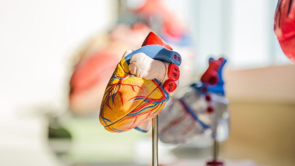 The cardiac pacemaker of the future could be powered by the heart itself, according to researchers at Shanghai Jiao Tong University. (jesse orrico/Unsplash)